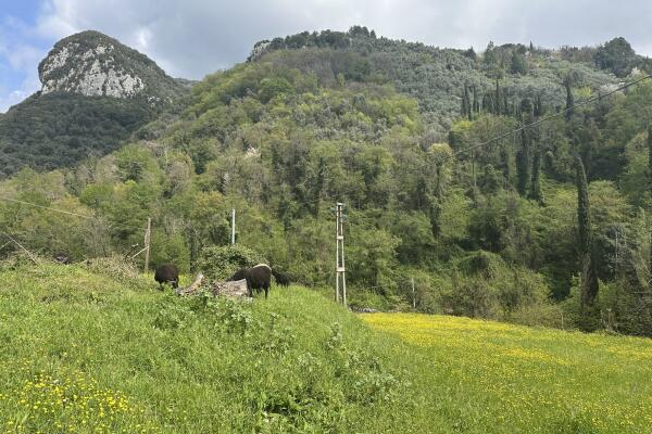 Camaiore - Lovely cottage with outbuilding and garden, newly renovated